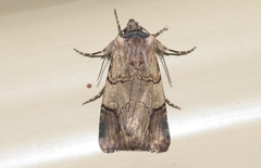 Dichagyris grotei