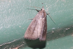 Gabara stygialis