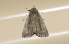 Gabara stygialis