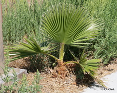 Washingtonia × filibusta