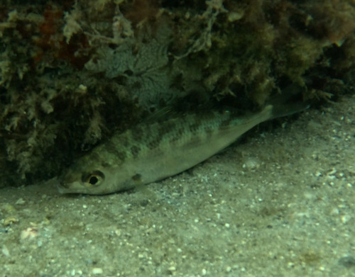 Slanke mojarra (Eucinostomus jonesii) — Gerreidae — 4