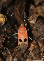 Pyrrhocoroidea