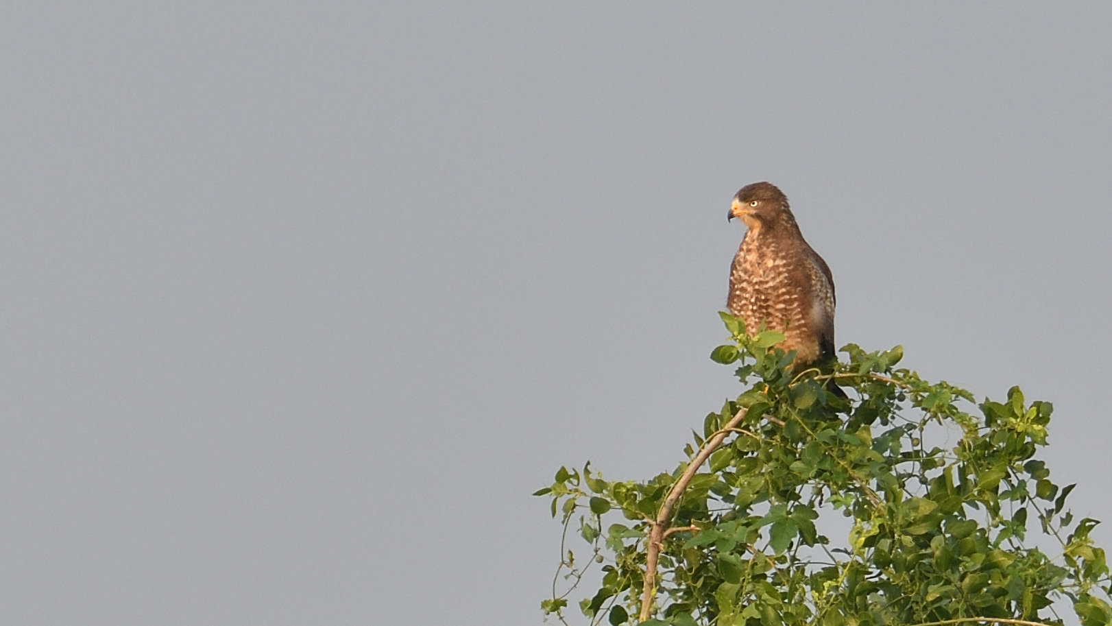 White-eyed Buzzard