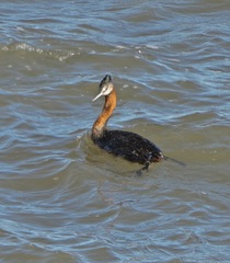 Podiceps major