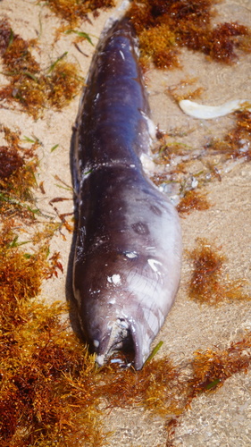 Anguilliformes