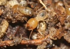 Macrotermitinae