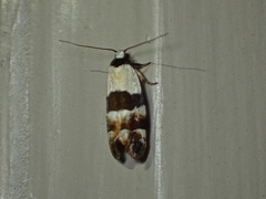 Euphiltra eroticella