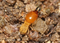 Macrotermitinae