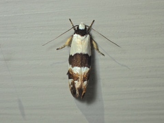 Euphiltra eroticella