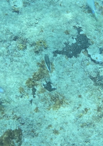 Canthigaster rostrata