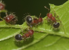 Meranoplus bicolor