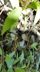 Stenodacma pyrrhodes