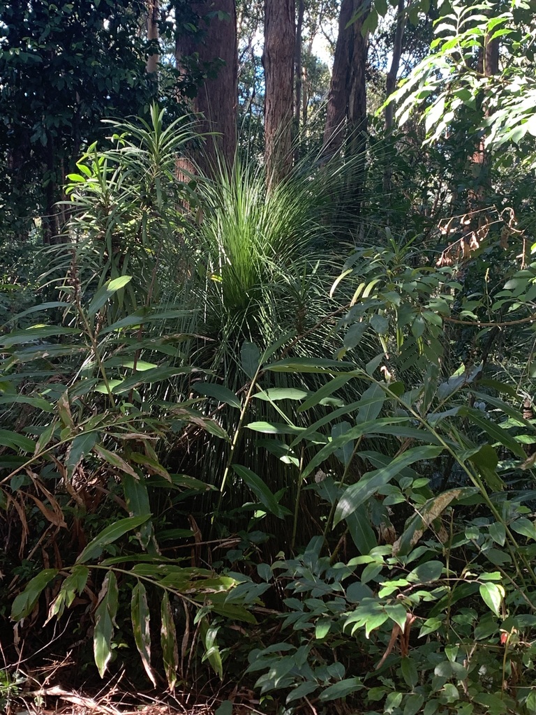Xanthorrhoea malacophylla A.T.Lee