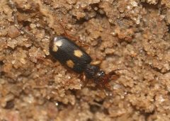 Macrocheilus bensoni