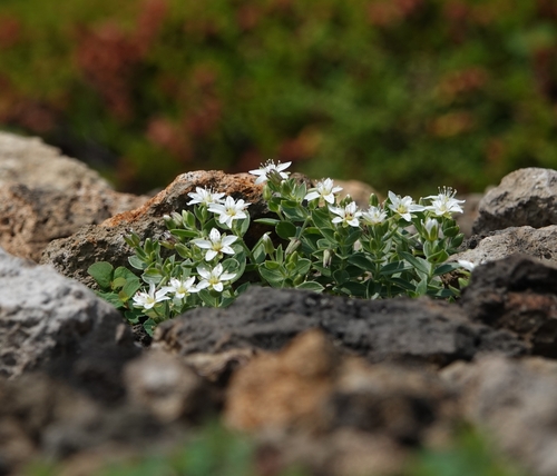 Arenaria merckioides iNat (2)