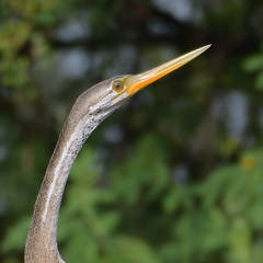 Anhinga melanogaster