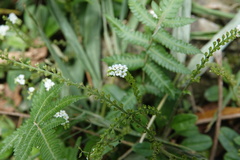 Trigonotis formosana