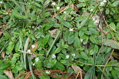 Trigonotis formosana