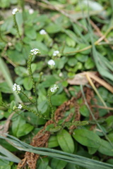 Trigonotis formosana