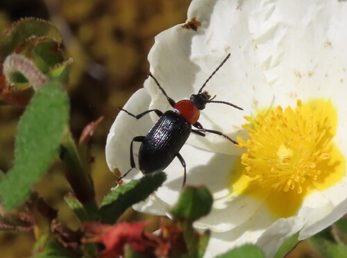 Heliotaurus ruficollis, Portugal, photo 10 of 10