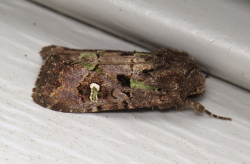 Bristly Cutworm Moth