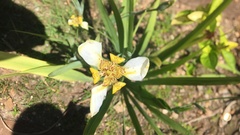 Trimezia steyermarkii