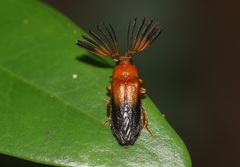 Ototretinae