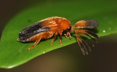 Ototretinae