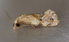 Platphalonidia