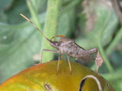 Leptoglossus oppositus