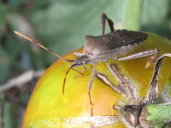 Leptoglossus oppositus