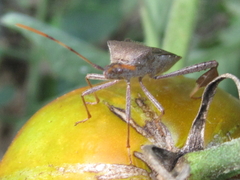 Leptoglossus oppositus