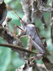 Leptoglossus oppositus