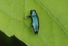 Agrilus acutus