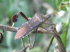 Leptoglossus oppositus