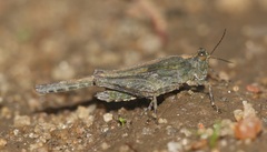 Paratettix cingalensis