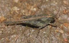 Paratettix cingalensis