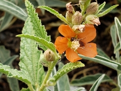 Macroteropsis