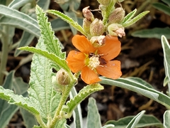 Macroteropsis