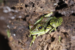 Meristogenys kinabaluensis