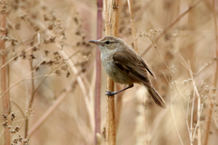 Australian Reed Warbler photo 3