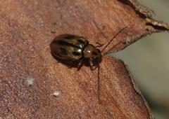 Monolepta scripta
