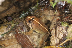 Limnonectes conspicillatus