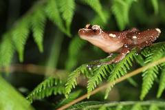 Nyctixalus pictus