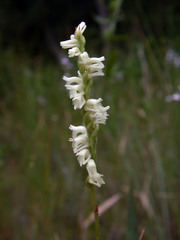 Spiranthes laciniata
