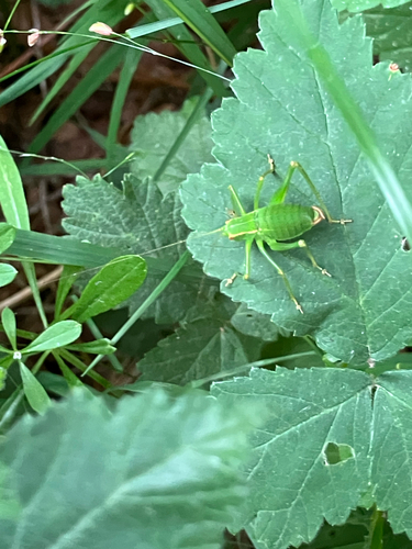Barbitistes serricauda