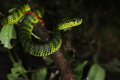 Trimeresurus malcolmi
