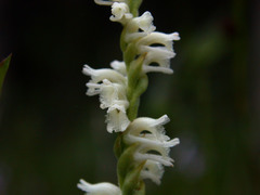 Spiranthes laciniata