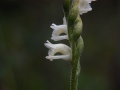 Spiranthes laciniata