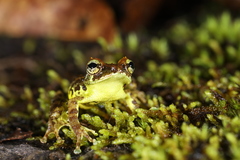 Philautus macroscelis